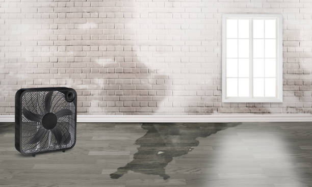 Best Basement water damage restoration  in Torrington, WY